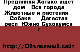 Преданная Хатико ищет дом - Все города Животные и растения » Собаки   . Дагестан респ.,Южно-Сухокумск г.